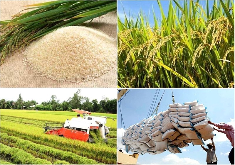 Đề xuất bãi bỏ giấy phép kinh doanh xuất khẩu gạo