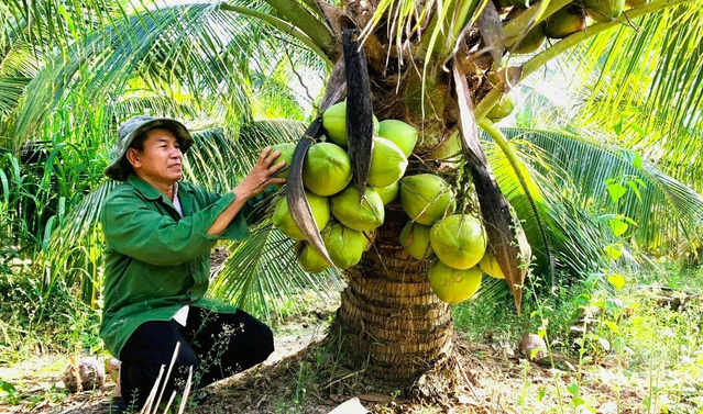 Dừa Bến Tre 